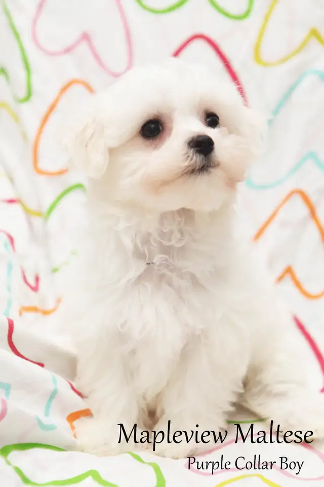 Maltese Puppies, purebred and CKC registered