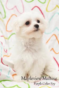 Maltese Puppies, purebred and CKC registered