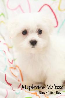 Maltese Puppies, purebred and CKC registered - Photo 2