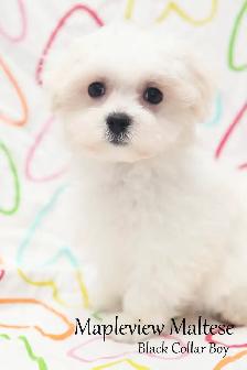 Maltese Puppies, purebred and CKC registered - Photo 3