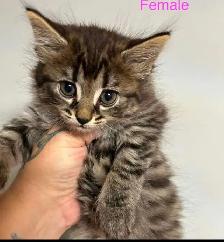 Kittens to Rehome - Photo 3