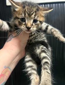 Kittens to Rehome - Photo 4