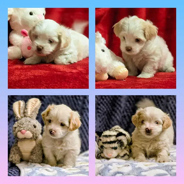 Malshi Puppies