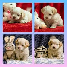 Malshi Puppies