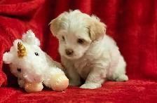 Malshi Puppies - Photo 2