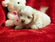 Malshi Puppies - Photo 3