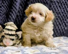 Malshi Puppies - Photo 4
