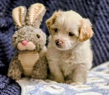 Malshi Puppies - Photo 5