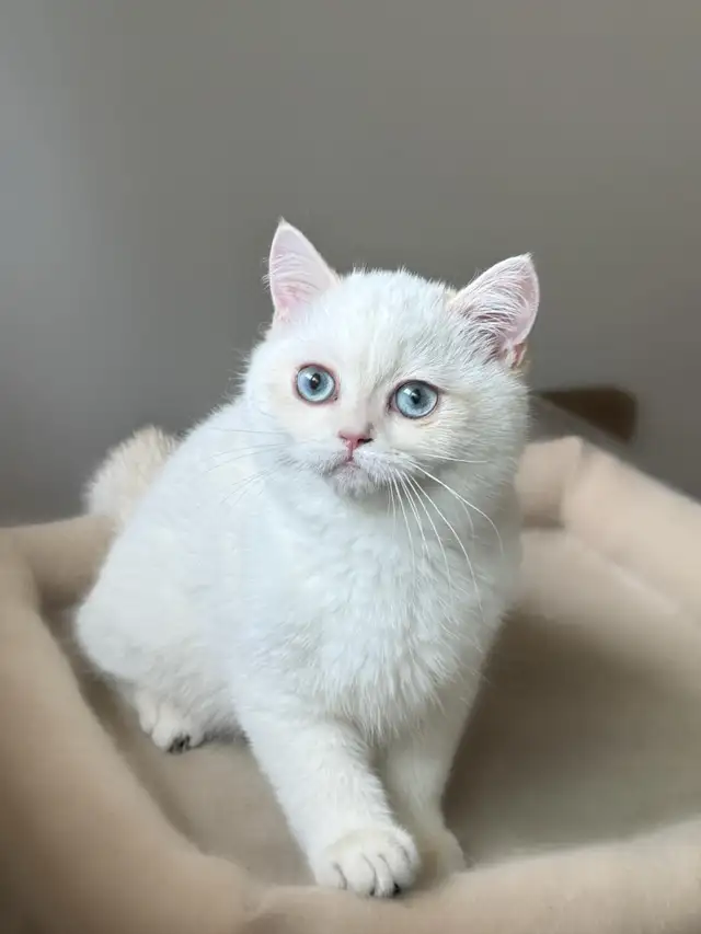 Gorgeous British Shorthair Kitten
