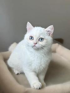 Gorgeous British Shorthair Kitten