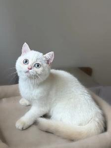 Gorgeous British Shorthair Kitten - Photo 3