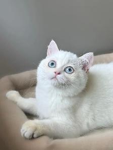 Gorgeous British Shorthair Kitten - Photo 4