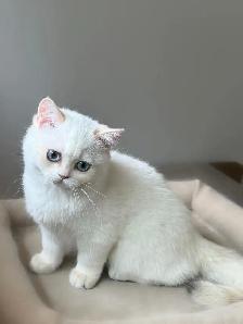 Gorgeous British Shorthair Kitten - Photo 5