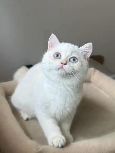 Gorgeous British Shorthair Kitten - Photo 6