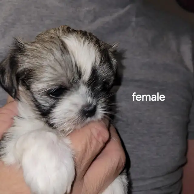 Adorable fluffy Shitzu X Yorki puppies