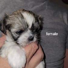 Adorable fluffy Shitzu X Yorki puppies