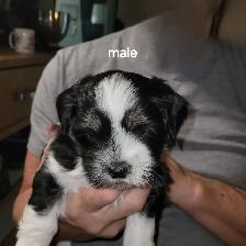 Adorable fluffy Shitzu X Yorki puppies - Photo 2