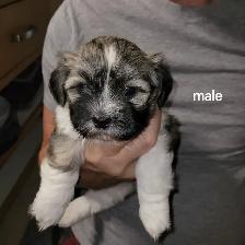 Adorable fluffy Shitzu X Yorki puppies - Photo 3