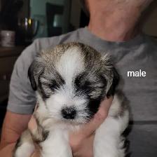 Adorable fluffy Shitzu X Yorki puppies - Photo 4