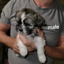 Adorable fluffy Shitzu X Yorki puppies - Photo 6
