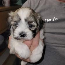 Adorable fluffy Shitzu X Yorki puppies - Photo 7