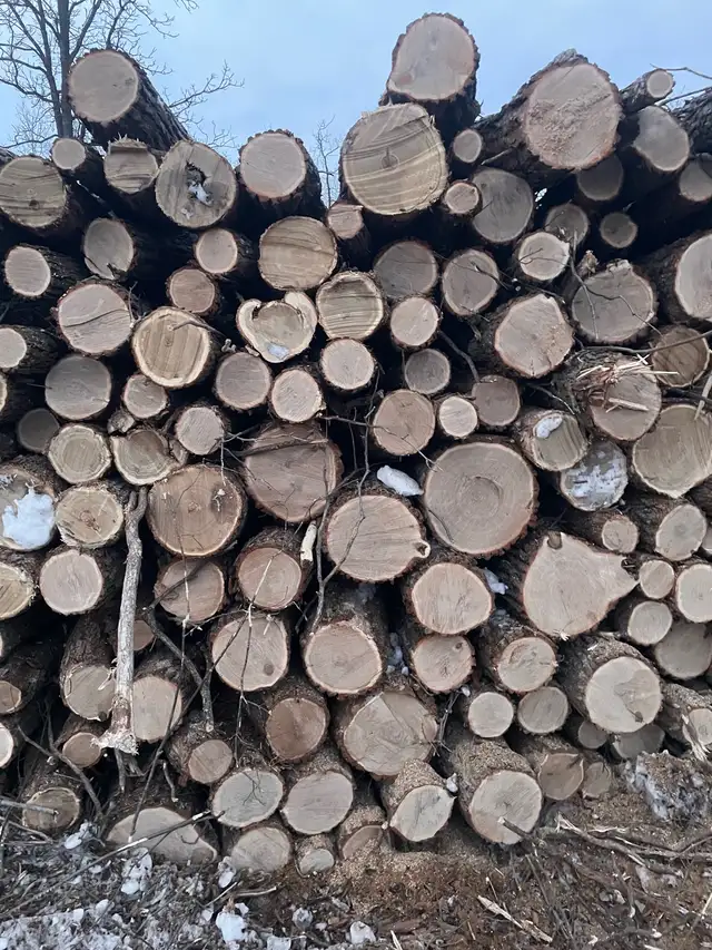 Premium oak Firewood
