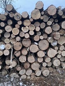 Premium oak Firewood