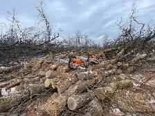 Premium oak Firewood - Photo 4