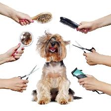 Pet Grooming