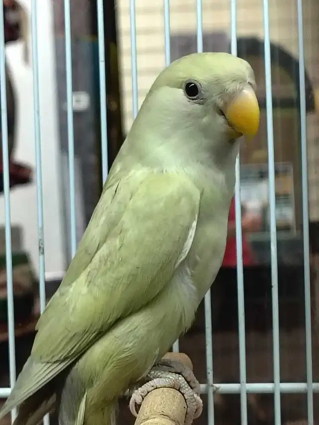 baby lovebird