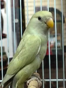 baby lovebird
