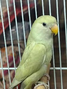 baby lovebird - Photo 2
