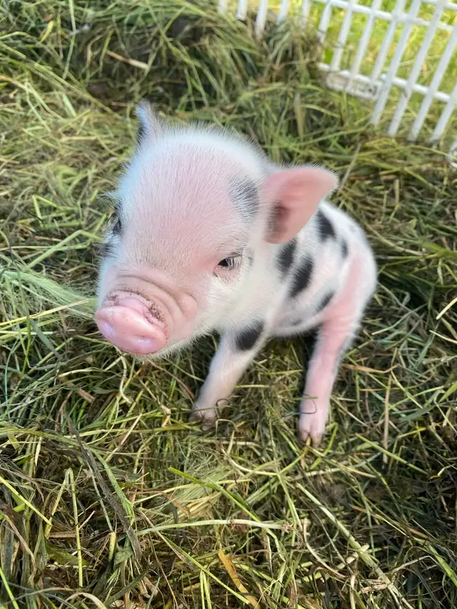 kune kune potbelly piglets