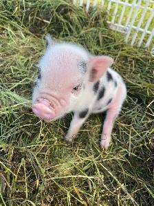 kune kune potbelly piglets