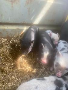 kune kune potbelly piglets - Photo 2