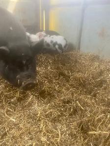 kune kune potbelly piglets - Photo 3