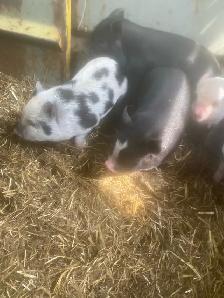 kune kune potbelly piglets - Photo 4