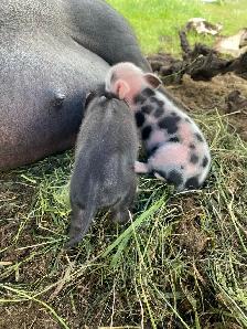 kune kune potbelly piglets - Photo 5