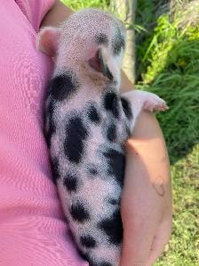 kune kune potbelly piglets - Photo 6