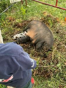 kune kune potbelly piglets - Photo 7