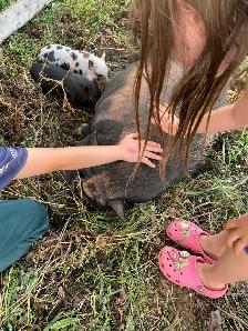 kune kune potbelly piglets - Photo 8