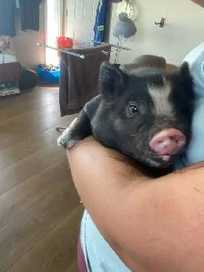 kune kune potbelly piglets - Photo 9