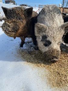 kune kune potbelly piglets - Photo 10