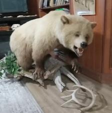 blonde grizzly bear