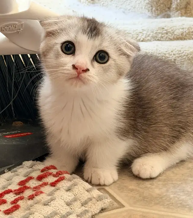 Munchkin Scottish Fold Kitten (Boy)