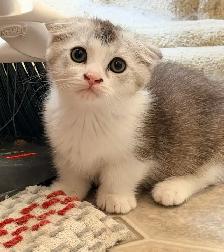 Munchkin Scottish Fold Kitten (Boy)