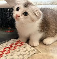 Munchkin Scottish Fold Kitten (Boy) - Photo 2