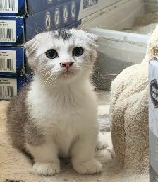 Munchkin Scottish Fold Kitten (Boy) - Photo 3