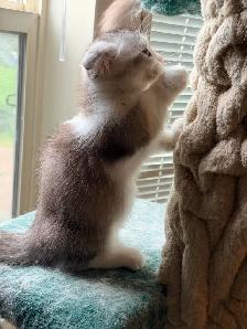 Munchkin Scottish Fold Kitten (Boy) - Photo 5