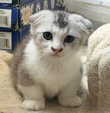 Munchkin Scottish Fold Kitten (Boy) - Photo 6